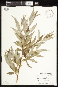 Salix x fragilis image