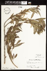 Salix x fragilis image