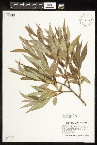 Salix x fragilis image