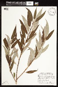 Salix x fragilis image