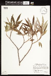 Salix x fragilis image