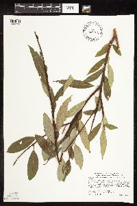 Salix x fragilis image