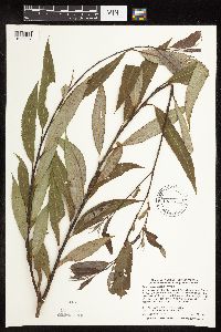 Salix x fragilis image