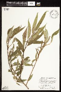Salix x fragilis image