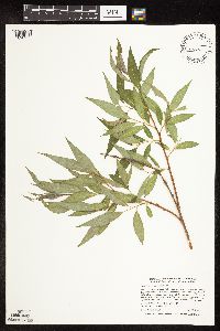 Salix x fragilis image