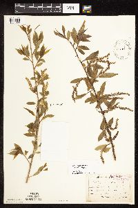 Salix x fragilis image