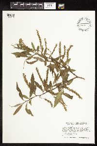 Salix x fragilis image