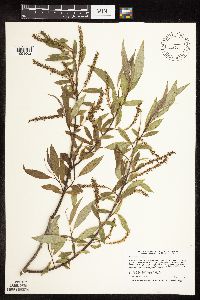 Salix x fragilis image