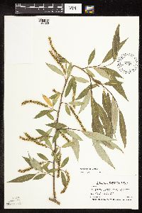 Salix x fragilis image