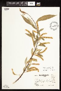 Salix x fragilis image