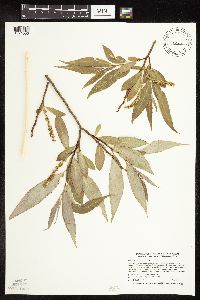 Salix x fragilis image