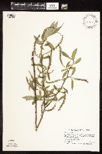 Salix x fragilis image