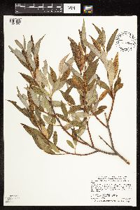 Salix x fragilis image