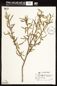 Salix x fragilis image