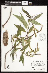 Salix x fragilis image