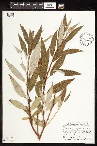 Salix x fragilis image
