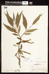 Salix x fragilis image