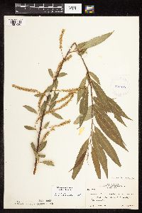Media resource of Salix x fragilis