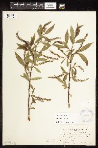 Salix x fragilis image