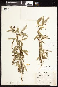 Salix x fragilis image