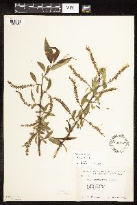 Salix x fragilis image