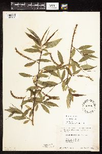 Salix x fragilis image