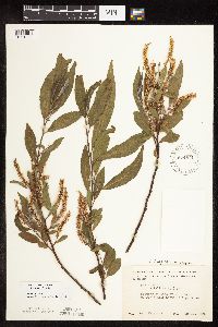 Salix x fragilis image
