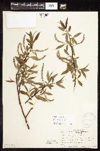 Salix x fragilis image