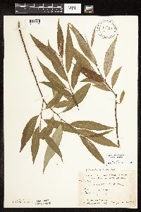 Salix x fragilis image