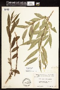 Salix x fragilis image