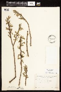 Salix x fragilis image