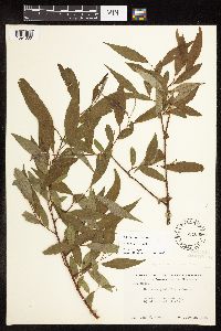 Salix x fragilis image