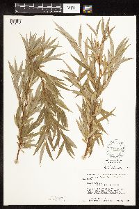 Salix x fragilis image
