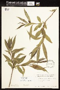 Salix x fragilis image