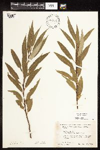 Salix x fragilis image