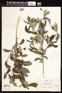 Salix humilis var. tristis image