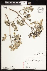 Salix humilis var. tristis image