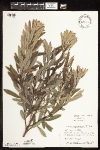 Media resource of Salix humilis