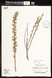 Salix humilis var. tristis image