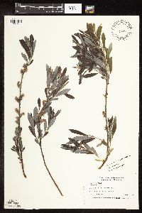 Salix humilis var. tristis image