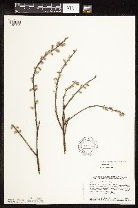 Salix humilis var. tristis image
