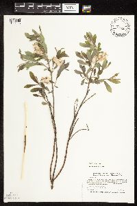 Salix humilis var. tristis image