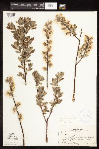 Salix humilis var. tristis image
