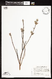 Salix humilis var. tristis image