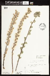 Salix humilis var. tristis image