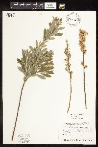 Salix humilis var. tristis image