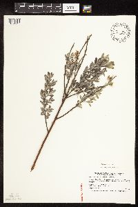 Salix humilis var. tristis image