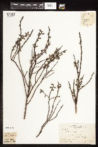 Salix humilis var. tristis image