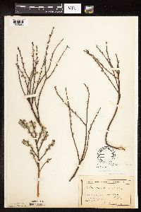 Salix humilis var. tristis image