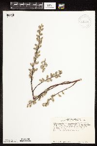 Salix humilis var. tristis image
